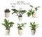 Set of best house plants on background