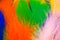 Set of bird feathers of different bright colors