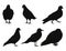 Set of bird silhouettes