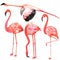 Set of birds. Flamingo. Watercolor