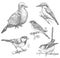 Set of birds hand drawn illustrations, pigeon, sparrow, kingfisher, tit monochrome vector image