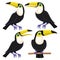 Set of birds toucans.