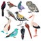 Set of birds trogon, sparrow, dove, owl, cuckoo, plover, sula nebouxii, coracias garrulus, woodpecker, coliiformes, stork
