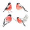Set of birds watercolor bullfinch