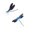 Set Black blue Dragonfly detailed wings isolated. Watercolor hand drawn realistic flying insect llustration for design