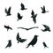 Set of black crow birds in various poses