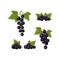 A set of black currants. Three branches with ripe black currant and green leaves. Twigs with ripe currant berries