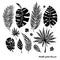 Set of black doodle exotic leaves on a white background. Vector botanical illustration, elements for design.