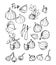 Set of black ink sketches of  fruits figs with cursive names, for decoration, ornament, icons, logo