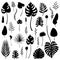 Set of black isolated silhouettes of tropical leaves, grasses and flowers of various kinds. Vector illustration