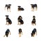 Set of the black little dog with different emotions, isolated on white background,Selective focus