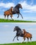 Set - black mare and sorrel foal gallop