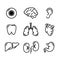 Set black outline icons of humans organs on white