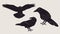 Set black Raven or Crow bird. Side view. Cartoon style, flat design.