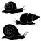 Set of black snails. Drawing hand.