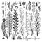 Set of black and white Doodle elements. Plant, grass, bushes, leaves, flowers. Vector illustration, Great design element