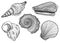 Set of black and white seashells. Hand drawn outline vector illustrations of underwater shells. Nautical elements isolated on