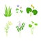 Set of blooming medicinal herbs and wild flowers. Alfalfa, clover, mother and stepmother, dill healing plants vector