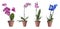 Set of blooming orchid plants in flower pots on background. Banner design