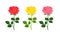 Set of blossoming roses of red, yellow and pink colors isolated on a white background. Vector illustration of garden flowers