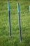 A set of blue agility weave pole items of equipment for dog sport