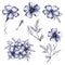 Set of Blue Hand-Drawn Flowers. Thin-leaved Marigolds Sketch