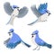 Set of blue jays isolated on a white background. Vector graphics