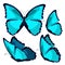 Set blue morpho the butterfly monarch. vector illustration