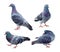 Set of blue pigeon isolated on white background with clipping path. Group of pet dove birds walk action on the ground