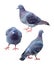 Set of blue pigeon isolated on white background with clipping path. Group of pet dove birds walk action on the ground