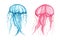 Set - blue and pink transparent jellyfish isolated on a white background. Watercolor illustration. Marine animals with