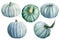 Set of blue pumpkin on an isolated white background, watercolor drawing