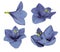 Set blue-violet Gippeastrum. Flowers on a white isolated background with clipping path. Closeup. no shadows. For design.