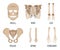 Set of bone, chest x-ray concept icon, roentgen human body image isolated on white, flat vector illustration. Skeleton part of man