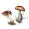A set of Botanical watercolor illustrations of russula mushrooms and brown birch mushroom caps in grass