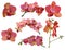 Set of bright orchid flowers with pink strips