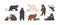 Set of brown, polar, black, Himalayan, Malay, spectacled, honey, sloth bear and panda. Animals in different poses