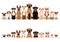 Set of brownish dogs border set