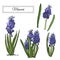 Set of buds and leaves of violet muscari. Hand drawn colored sketch with sping flowers