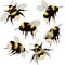 Set of bumblebees isolated on white background in different angles. Vector illustration