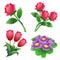Set of bunches of flowers. Color images of scarlet roses, tulips, violets on white background. Vector illustration