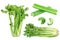 Set bunches of frech celery with leaves, celery stalks and sticks watercolor illustration isolated on whitre background