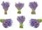 Set of bunches lavender flowers on a white background isolated, copyspace