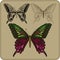 Set of butterflies, hand-drawing. Vector illustration