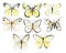 Set of butterflies. Vintage elegant ink and pencil illustration