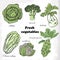 Set of cabbages - cauliflower, Chinese cabbage, broccoli, Brussels sprouts, kohlrabi