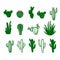 Set of cactus doodles illustrations. Variety of outlined green succulents. Vector illustration.