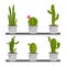 Set of cactus houseplants in flower pots. Cactus icons in a flat style on a white background. Plants