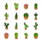 Set of cactus in a potplants
