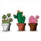 Set cactus and succulents pack